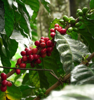 LIMITED SERIES - 4'LÜ SET - 400G