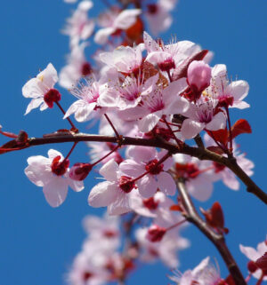 KOLOMBİYA - FINCA LA RIVERA - SIDRA SAKURA WASHED