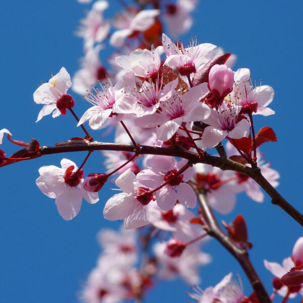 KOLOMBİYA - FINCA LA RIVERA - SIDRA SAKURA WASHED