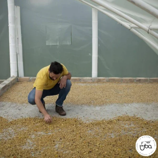 KOLOMBİYA - FINCA LA RIVERA - SIDRA SAKURA WASHED - Görsel 3
